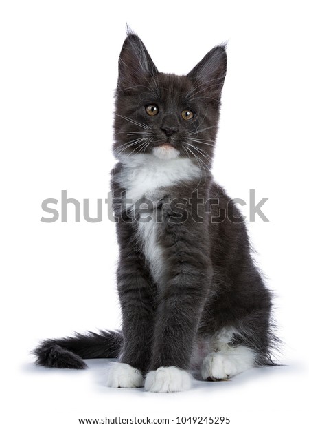 Blue White Maine Coon Cat Kitten Stock Photo Edit Now 1049245295