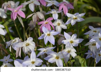 Blue, white and pink flowers of Ipheion in the garden