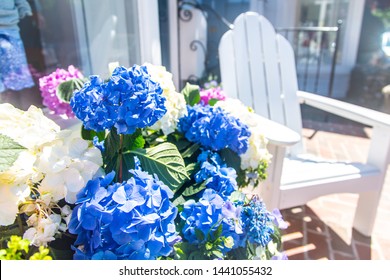 Blue, White And Pink Hydrangea Plant With Adirondack Chairs Downtown Edgartown On Martha's Vineyard, Massachusetts, USA