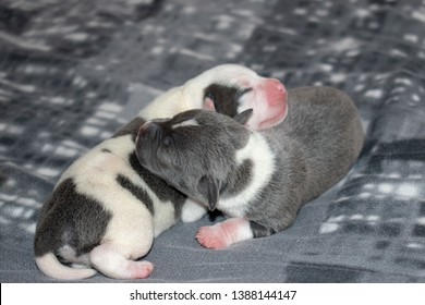 baby bull terrier puppies