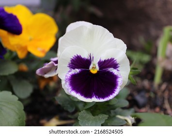 Blue And White Viola Close Up