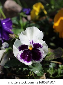 Blue And White Viola Close Up