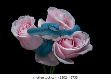 Blue White-lipped Pit Viper -Trimeresurus Insularis or Blue insularis or Indonesian pit viper among the three pink roses. - Shutterstock ID 2302446735