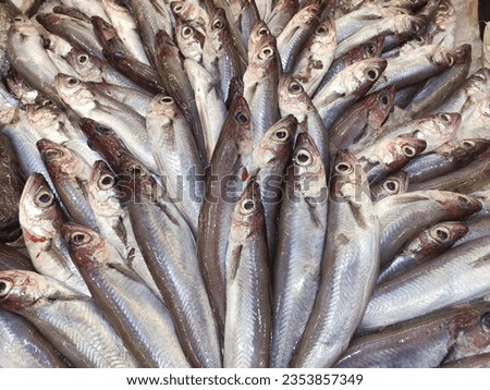 Blue whiting forsale at a fish shop, Asturias, Spain, Europe