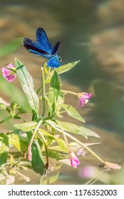 blue wild dragonfly