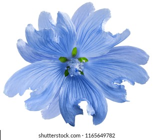 Blue Mallow Flower Stock Photos Images Photography Shutterstock