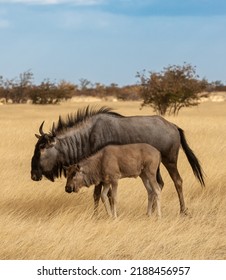 Blue Wildebeest And Baby In Grassland