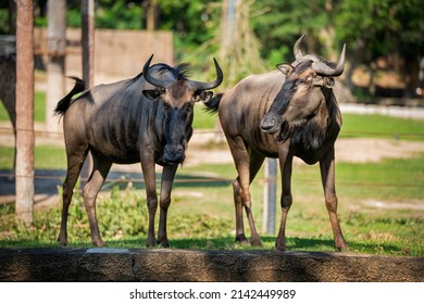 Blue Wildebeest, Black wildebeest stands in the grass and looking at camera.Animal conservation and protecting ecosystems concept. 