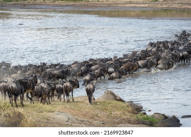 Blue wildebeest, brindled gnu (Connochaetes taurinus) herd crossing the Mara river during the great migration, Serengeti national park, Tanzania.