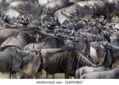 Blue wildebeest, brindled gnu (Connochaetes taurinus) herd waiting to cross the Mara river during the great migration, Serengeti national park, Tanzania.