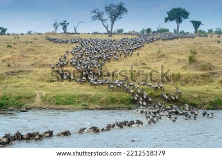 Blue wildebeest, brindled gnu (Connochaetes taurinus) herd crossing the Mara river during the great migration, seen from behind, Serengeti national park, Tanzania.