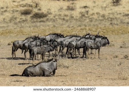 Similar – wildebeest in Masai Mara National Park in Kenya Africa