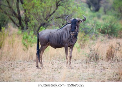 6,787 African blue wildebeest Images, Stock Photos & Vectors | Shutterstock