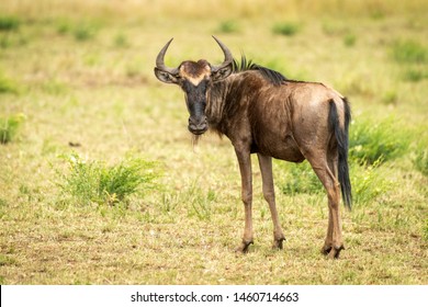 Blue wildebeest calf stands turning to camera