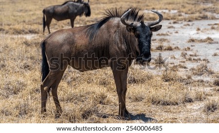 Blue wildebeest closeup while grazing in the grassland, Etosha National Park, Namibia