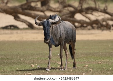 Blue wildebeest, common wildebeest, white-bearded gnu or brindled gnu - Connochaetes taurinus on grass with dead tree in background. Photo from Kgalagadi Transfrontier Park in South Africa.