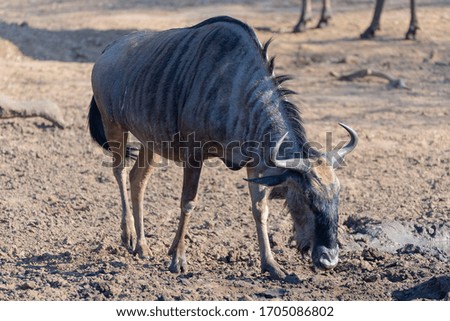 Blue wildebeest, common wildebeest, white-bearded gnu or brindled gnu (Connochaetes taurinus) Kruger, Republic of South Africa
