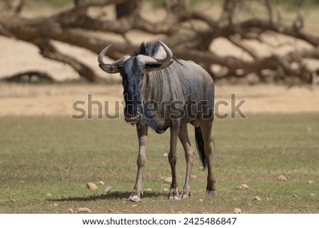 Blue wildebeest, common wildebeest, white-bearded gnu or brindled gnu - Connochaetes taurinus on grass with dead tree in background. Photo from Kgalagadi Transfrontier Park in South Africa.