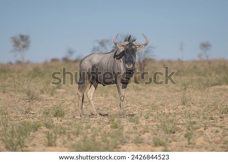 Blue wildebeest, common wildebeest, white-bearded gnu or brindled gnu - Connochaetes taurinus on sand with blue sky in background. Photo from Kgalagadi Transfrontier Park in South Africa.