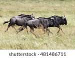 The blue wildebeest (Connochaetes taurinus), also called the common wildebeest, white-bearded wildebeest or brindled gnu, running herd through tall grass.