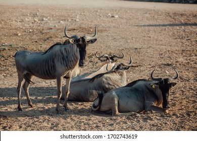 Blue wildebeest (Connochaetes taurinus), also called the common wildebeest, white-bearded wildebeest, or brindled gnu