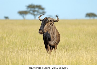 A blue wildebeest (Connochaetes taurinus) in grassland, Mokala National Park, South Africa
 - Powered by Shutterstock