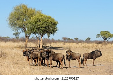 Blue wildebeest (Connochaetes taurinus) herd in natural habitat, South Africa