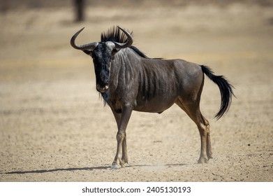 Blue Wildebeest (Connochaetes taurinus) Kgalagadi Transfrontier Park, South Africa - Powered by Shutterstock