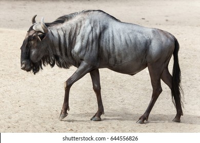Blue wildebeest (Connochaetes taurinus), also known as the brindled gnu.