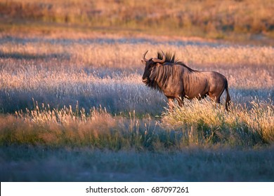 Blue wildebeest, Connochaetes taurinus, large antelope walking in dry grass at the evening in Kalahari savanna. Gnu in best light, illuminated by setting sun. Wildlife photography in Kgalagadi.