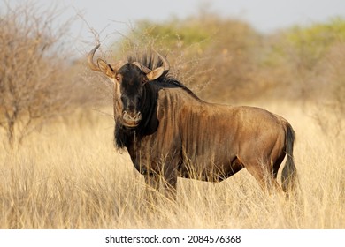 A blue wildebeest (Connochaetes taurinus) in natural habitat, South Africa