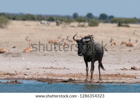 Blue wildebeest (Connochaetes taurinus), Nxai Pan National Park, Botswana.