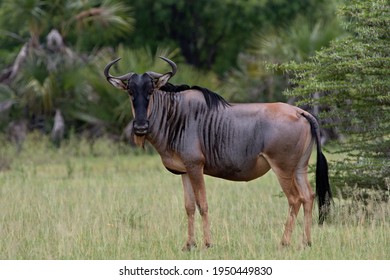 Blue Wildebeest (Connochaetes taurinus ). Nyerere National Park. Tanzania. Africa.