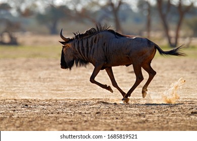 Blue wildebeest, Connochaetes taurinus, on the meadow, big animal in the nature habitat in Botswana, Africa. Wildebeest fight. 