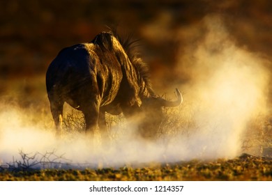 Blue Wildebeest : Connochaetes Taurinus : South Africa : Kalahari Dessert