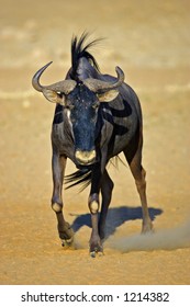 Blue Wildebeest : Connochaetes Taurinus : South Africa : Kalahari Dessert