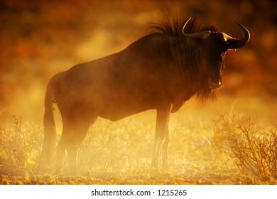 Blue Wildebeest : Connochaetes Taurinus : South Africa : Kalahari Dessert