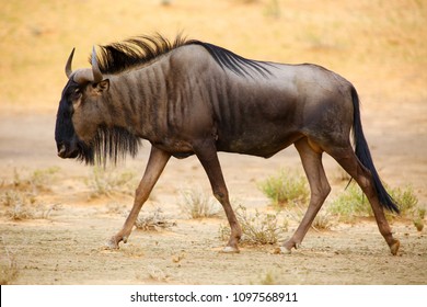 Gnu Images Stock Photos Vectors Shutterstock