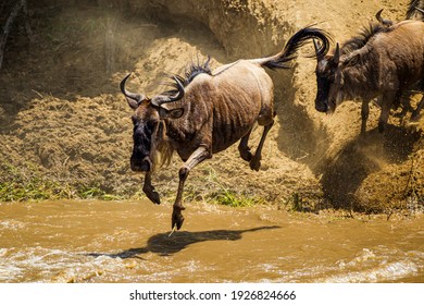 Blue Wildebeest crossing the Mara river during the annual migration in Kenya