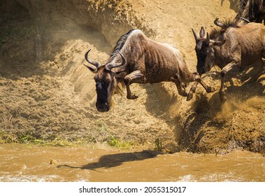 Blue Wildebeest crossing the Mara River during the annual migration in Kenya