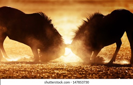 Blue Wildebeest Dual In Dust - Kalahari Desert - South Africa