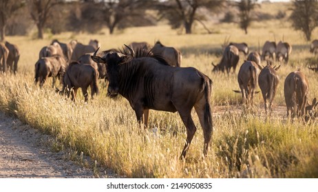 A Blue Wildebeest Herd In Kgalagadi