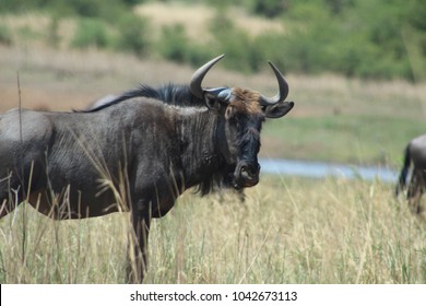 Blue wildebeest in Kruger National Park . A group and a family of wildebeests in Kruger relaxing.