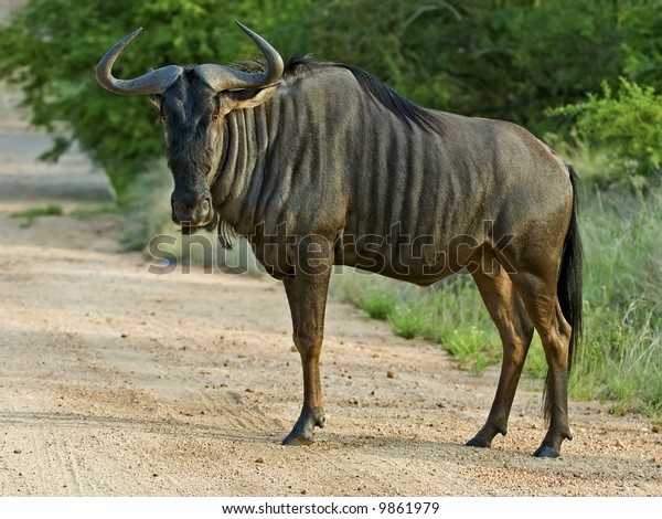 Blue Wildebeest Large Common Herbivore Africa Stock Photo Edit Now 9861979