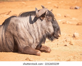 Blue Wildebeest Lies Alone On Sandy Ground