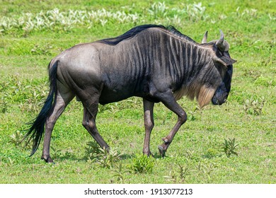Blue wildebeest passing by in grassland