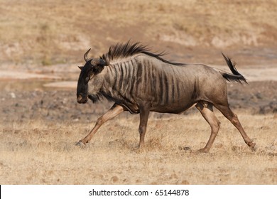 A Blue Wildebeest Running