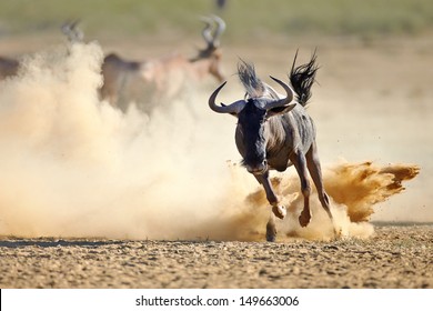 Blue wildebeest running on dusty plains ( Taurinus; connochaetes ) - Kalahari desert - South Africa