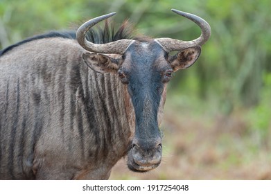 A Blue Wildebeest seen on a safari in South Africa. The Blue Wildebeest is also known as a Brindled Gnu