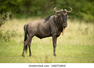 Blue wildebeest stands eyeing camera in grassland